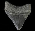 Fossil Megalodon Tooth - Georgia #65765-1
